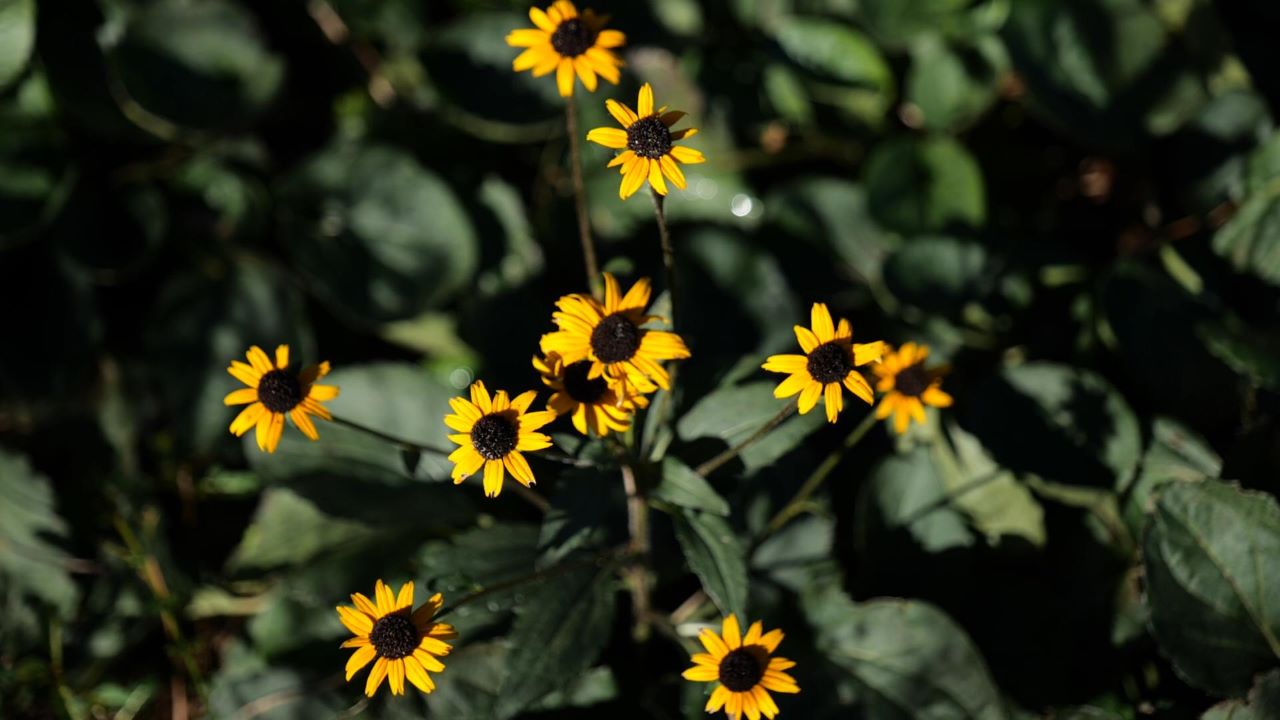 Get It Growing: Fall is a good time to plant perennials